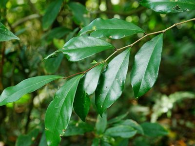 Glochidion rubrum, photographed by Jacy Chen