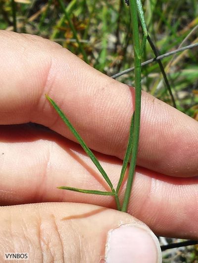 Psoralea ensifolia, photographed by Chris Vynbos