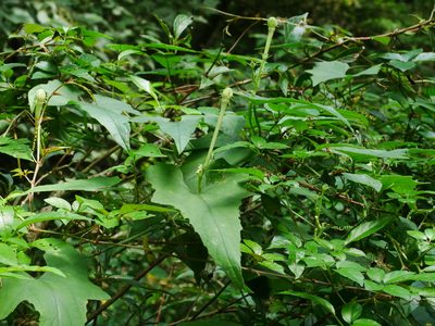 Trichosanthes cucumeroides, photographed by Jacy Chen