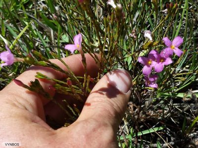 Lachnaea uniflora, photographed by Chris Vynbos