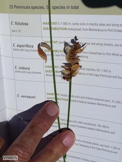 Elegia coleura, photographed by Chris Vynbos