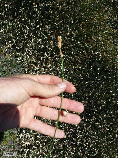 Elegia coleura, photographed by Chris Vynbos