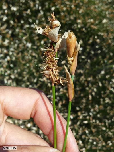 Elegia coleura, photographed by Chris Vynbos