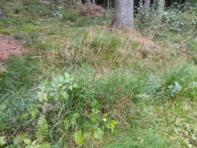 Calamagrostis villosa, photographed by Vladimír Fuka