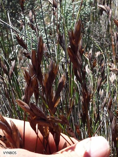 Restio micans, photographed by Chris Vynbos