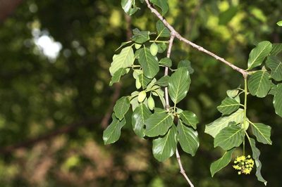 Berchemia discolor, photographed by Brian du Preez