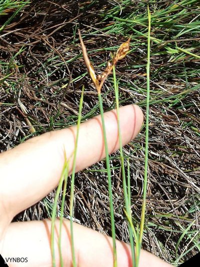 Platycaulos compressus, photographed by Chris Vynbos
