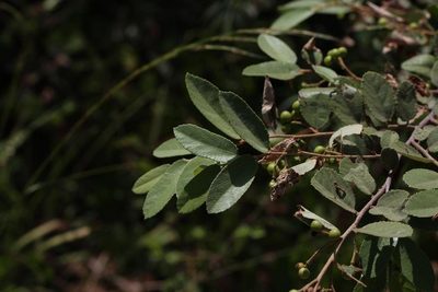 Grewia monticola, photographed by Brian du Preez