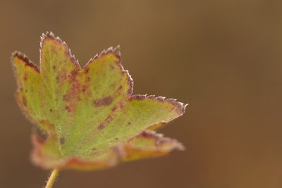 Alchemilla micans, photographed by Вячеслав Юсупов