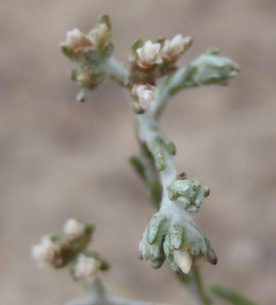 Helichrysum asperum, photographed by Nicola van Berkel