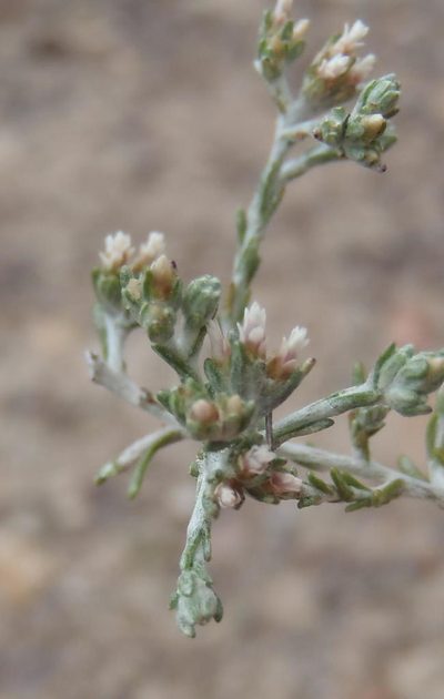 Helichrysum asperum, photographed by Nicola van Berkel