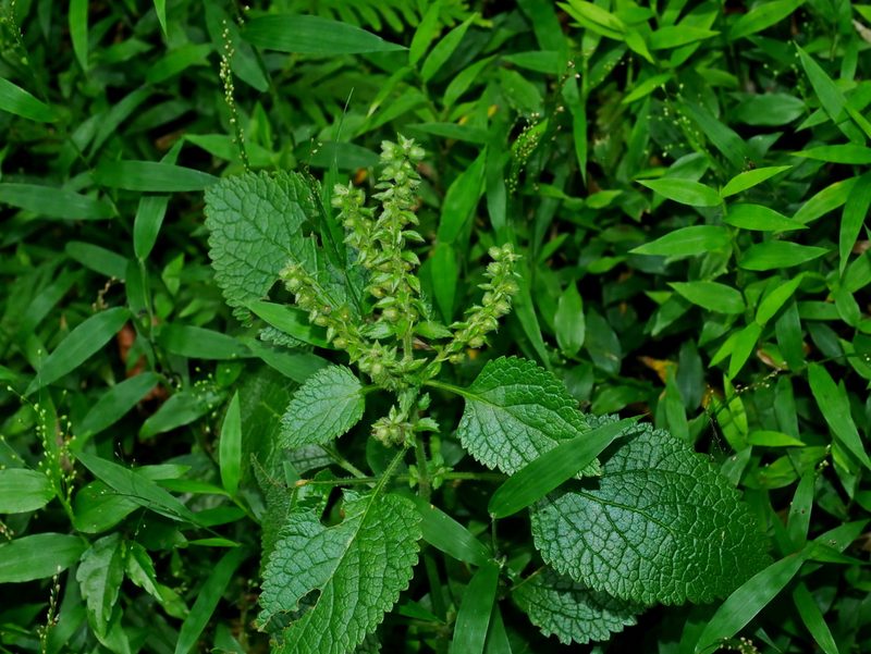 Teucrium viscidum, photographed by Jacy Chen