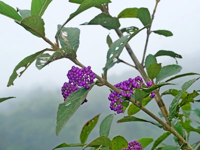 Callicarpa tikusikensis, photographed by Jacy Chen