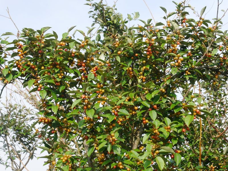 Elaeagnus thunbergii, photographed by Jacy Chen