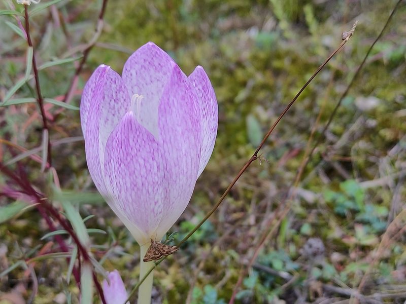 Colchicum bivonae, photographed by Michalis T.