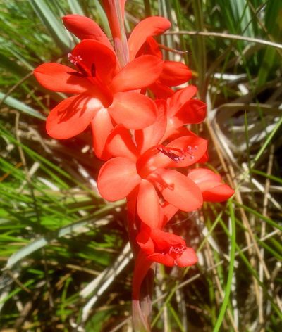 Watsonia schlechteri, photographed by Di Turner