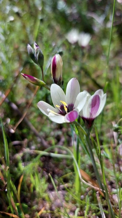 Geissorhiza purpureolutea, photographed by Jacques van der Merwe