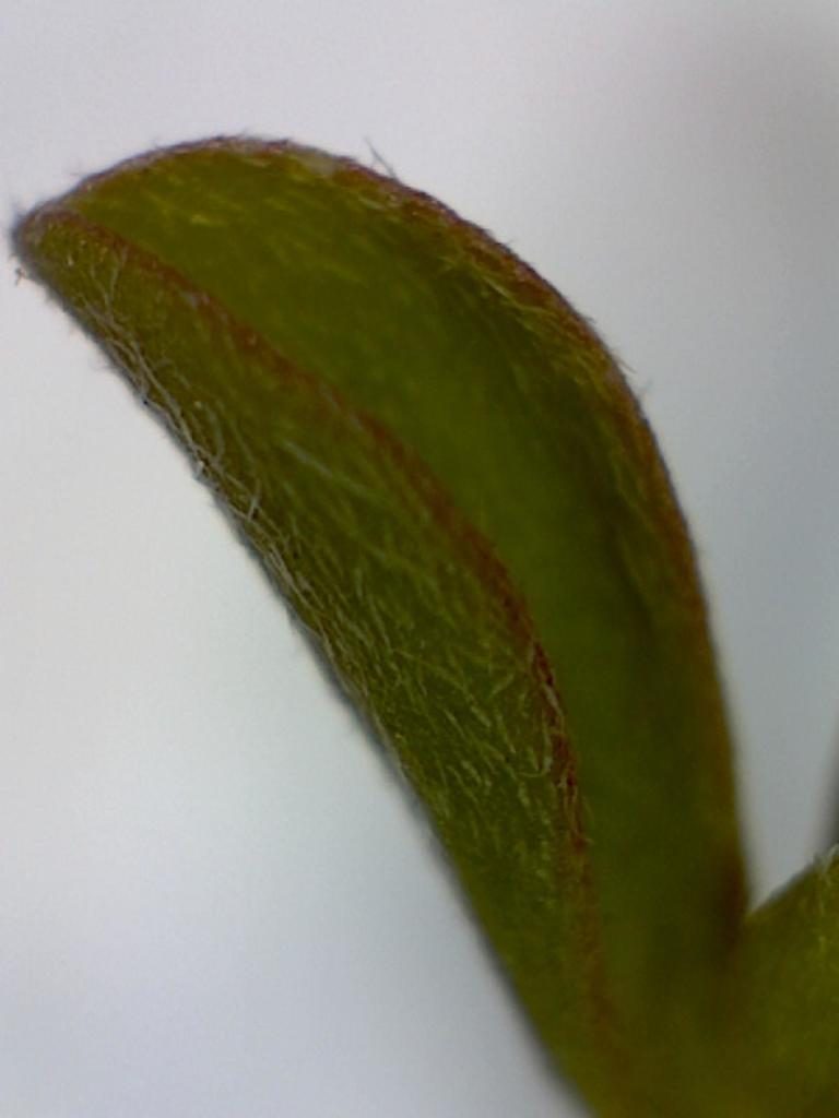 Aizoon filiforme, photographed by Jacques van der Merwe