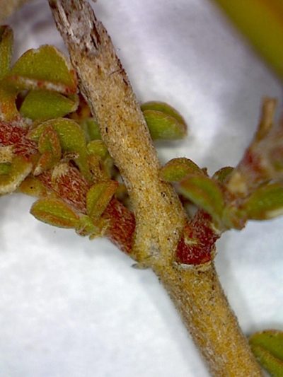 Aizoon filiforme, photographed by Jacques van der Merwe