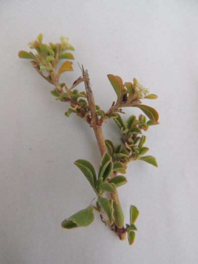 Aizoon filiforme, photographed by Jacques van der Merwe
