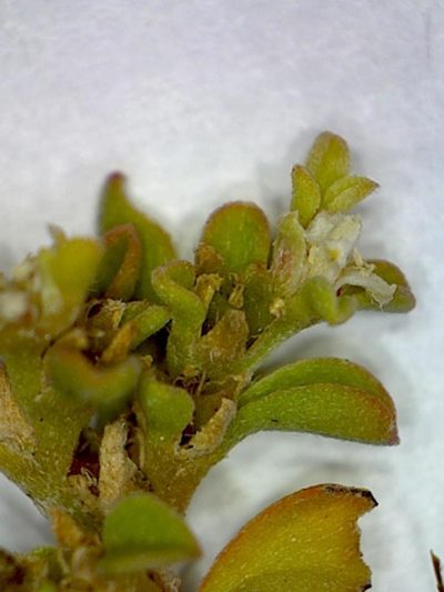 Aizoon filiforme, photographed by Jacques van der Merwe