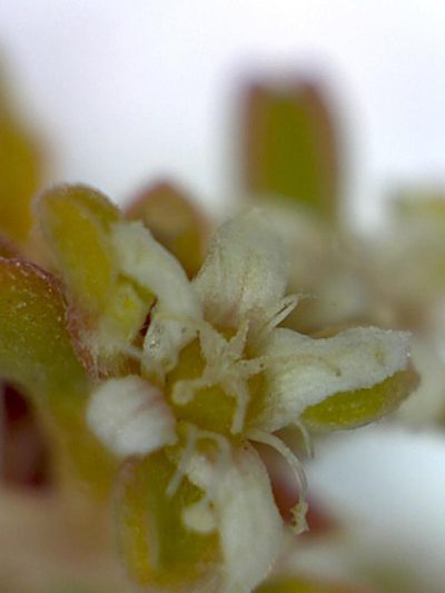 Aizoon filiforme, photographed by Jacques van der Merwe