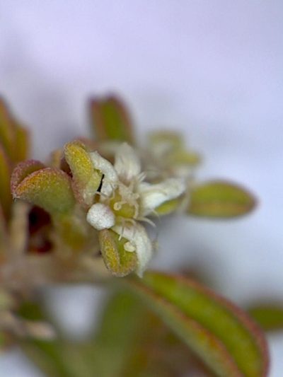 Aizoon filiforme, photographed by Jacques van der Merwe