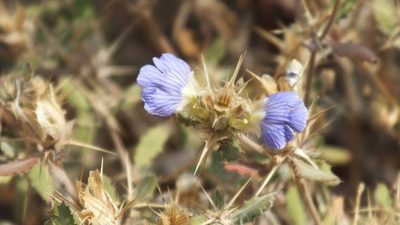 Blepharis subvolubilis, photographed by Andrew Deacon