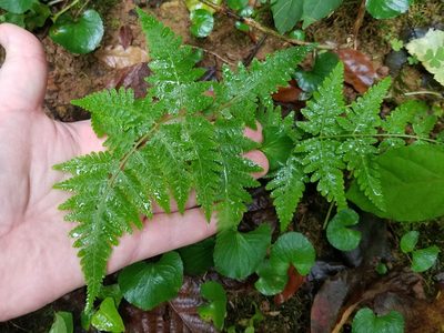Macrothelypteris torresiana, photographed by Leila Dasher