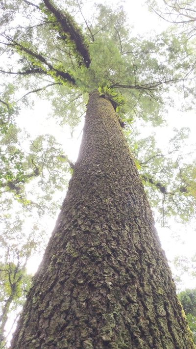 Abies flinckii, photographed by Alan Rockefeller