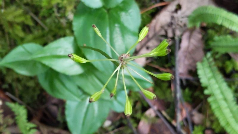 Malaxis rosei, photographed by Alan Rockefeller