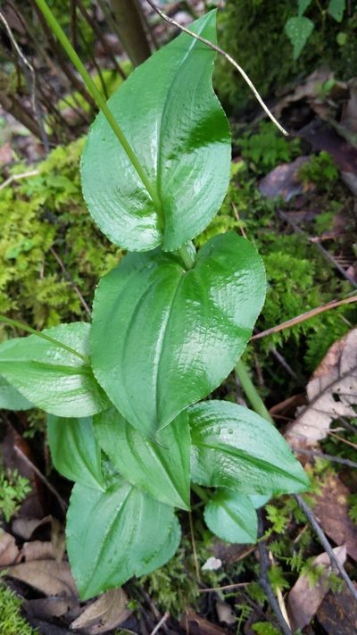 Malaxis rosei, photographed by Alan Rockefeller