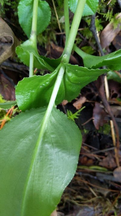 Malaxis rosei, photographed by Alan Rockefeller
