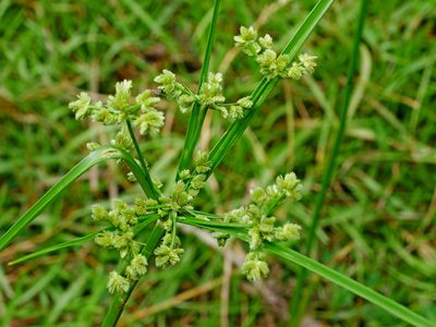 Cyperus surinamensis, photographed by Jacy Chen