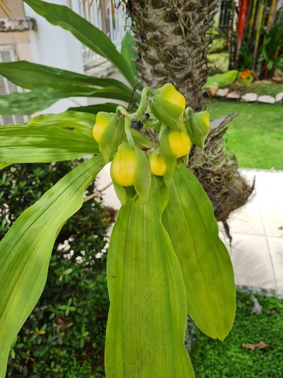 Catasetum viridiflavum, photographed by Anthony Batista
