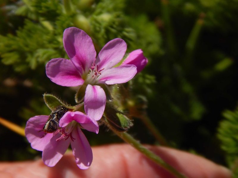 Pelargonium hirtum, photographed by melda