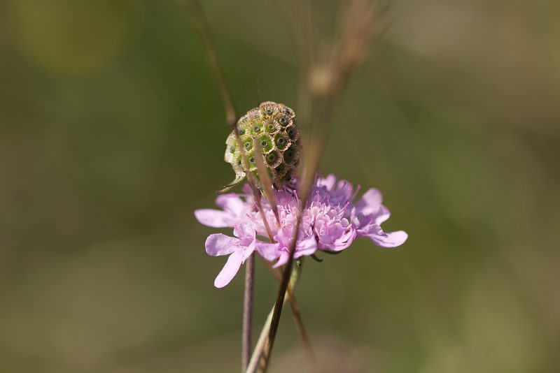 Scabiosa triandra, photographed by David Sandler