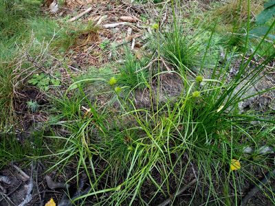 Carex bohemica, photographed by Vladimír Fuka