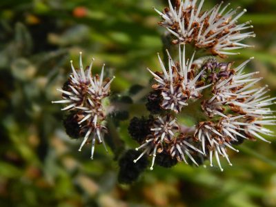 Lobostemon capitatus, photographed by melda