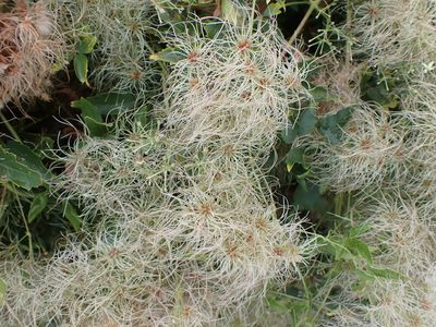 Clematis ligusticifolia, photographed by Randal