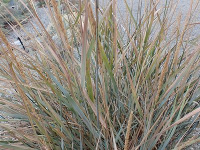Leymus cinereus, photographed by Randal