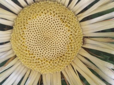 Carlina acanthifolia, photographed by Josip Skejo