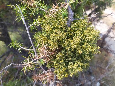 Arceuthobium oxycedri