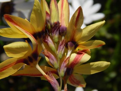 Ixia fuscocitrina, photographed by melda