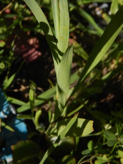 Ixia fuscocitrina, photographed by melda