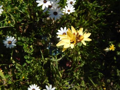 Ixia fuscocitrina, photographed by melda