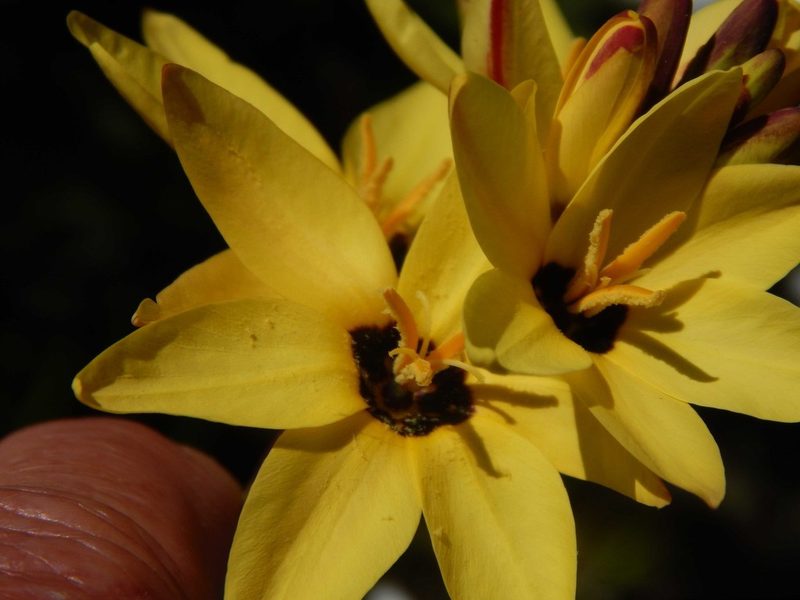 Ixia fuscocitrina, photographed by melda