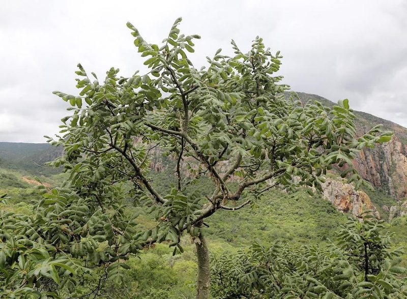 Commiphora marlothii, photographed by Wynand Uys