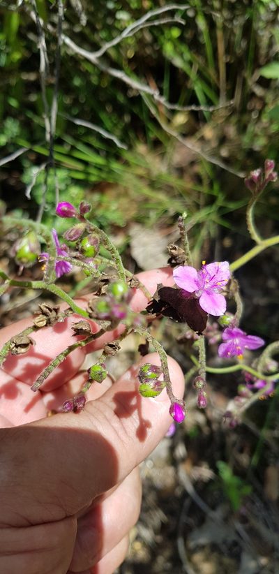 Thyrsanthemum floribundum, photographed by Eugenio Padilla
