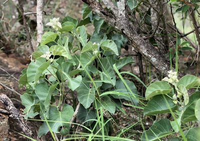 Ipomoea albivenia, photographed by Wynand Uys